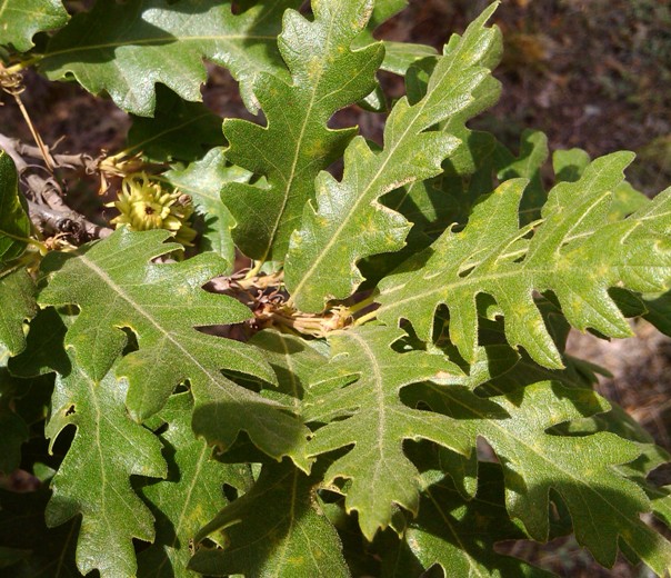 QuercusCerris1.jpg