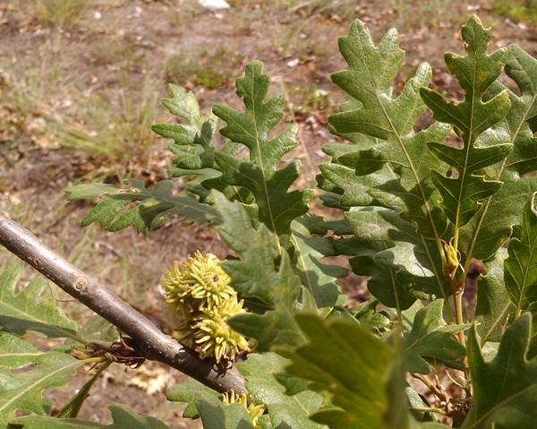 QuercusCerris4.jpg