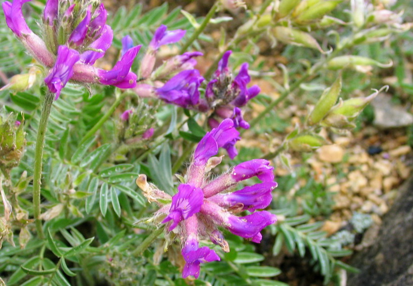 Oxytropis lapponica fiori e baccelli.jpg