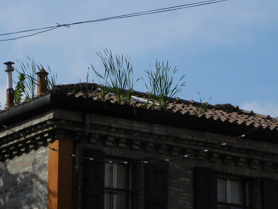 Typha sul tetto.jpg