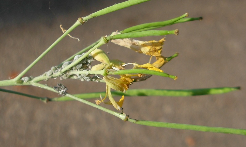 Diplotaxis tenuifolia (L.) DC.-19-10-14 047.JPG
