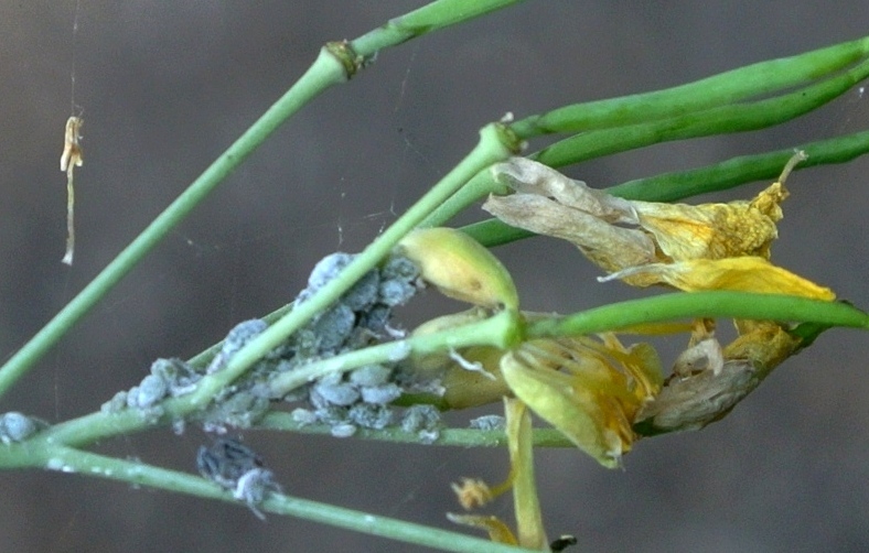 Diplotaxis tenuifolia (L.) DC.-19-10-14 094.JPG