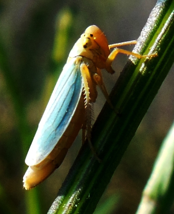 Cicadella viridis ...jpg