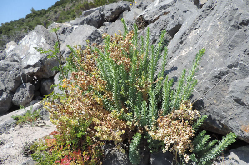 Euphorbia paralias 2015416_212.jpg
