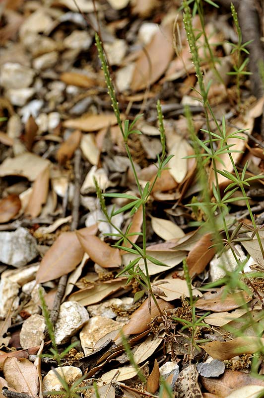 1Crucianella-latifolia.jpg