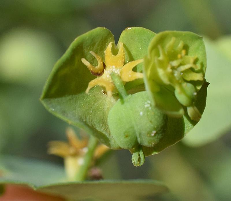 Euphorbia amygdaloides subsp. semiperfoliata