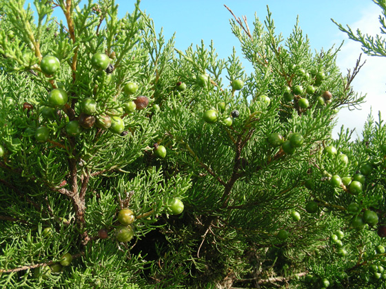 Juniperus-phoenicea.jpg
