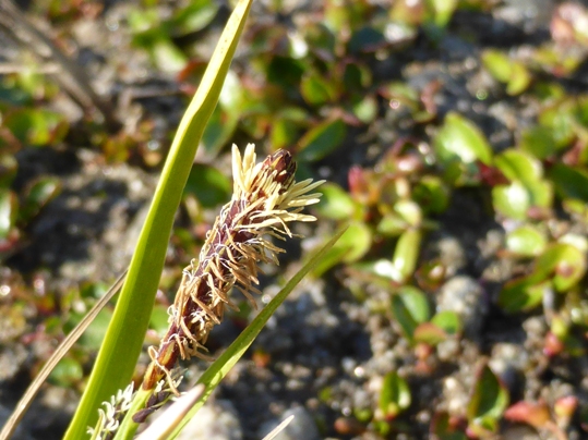 Carex Kulusuk (a).jpg