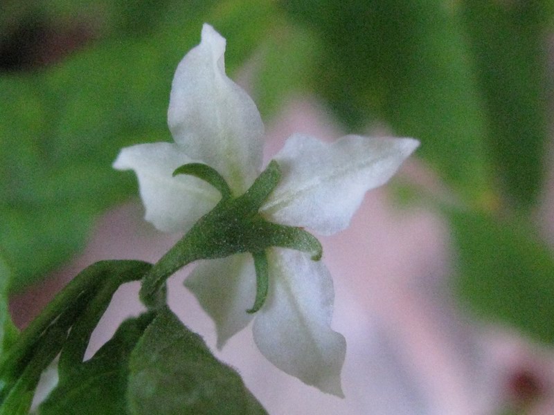 Solanum 3.JPG