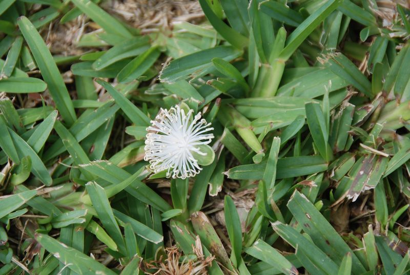 Arecaceae - Veitchia arecina13.JPG