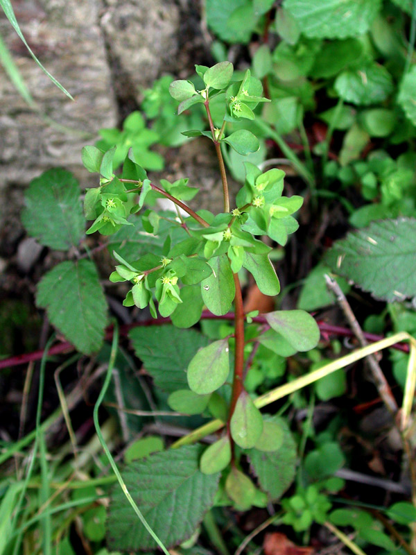 Euphorbia-peplus_.jpg