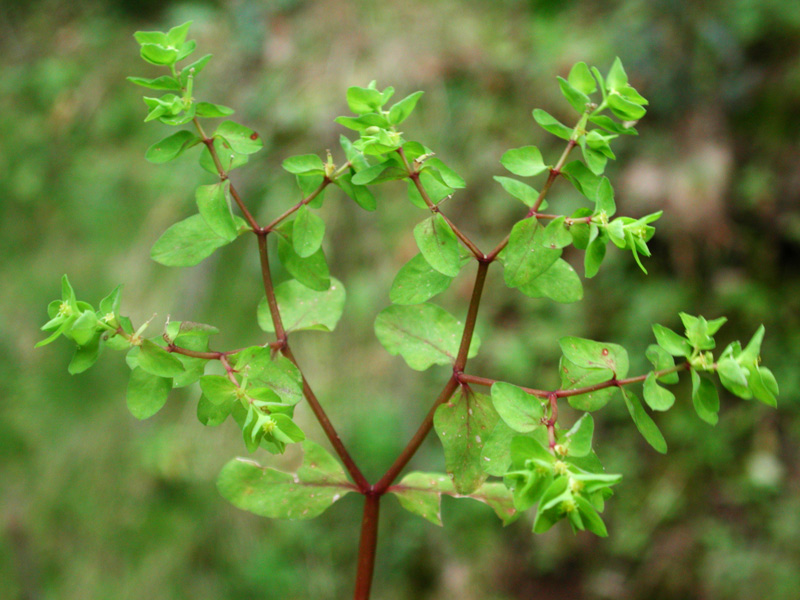 Euphorbia-peplus6512.jpg