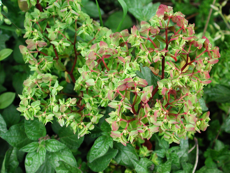Euphorbia-peplus_1895.jpg