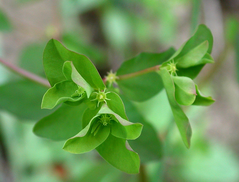 Euphorbia-peplus_8210.jpg