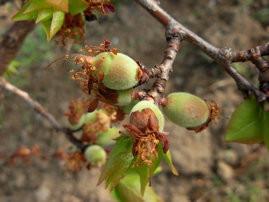 Prunus armeniaca L.-31-03-16 070.JPG