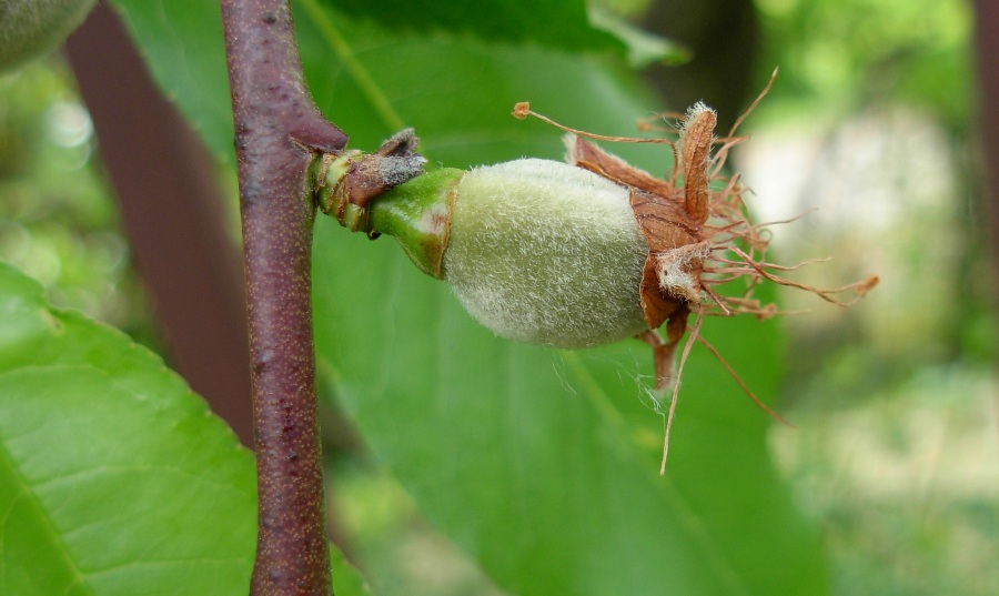 Prunus dulcis (Mill.) D.A. Webb -18-04-16 072.JPG