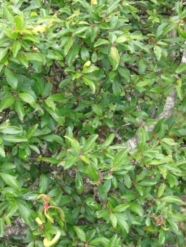 Prunus sp AP! Texile 24-04-16 (2).JPG