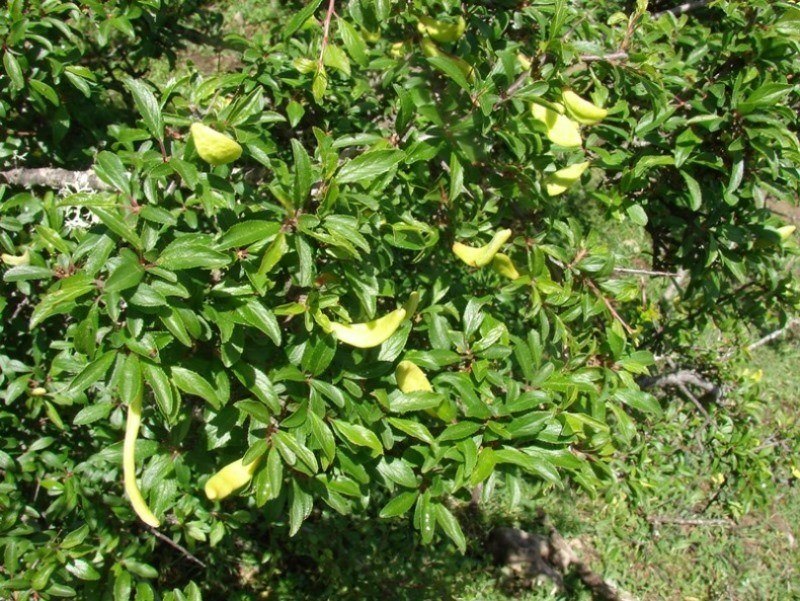 Prunus sp AP! Texile 24-04-16 (7).JPG