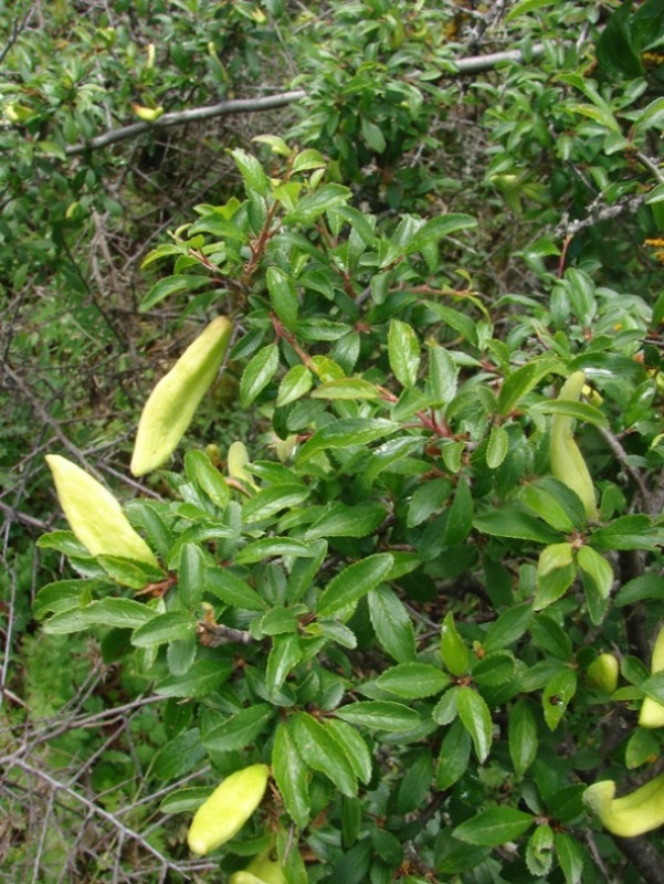 Prunus sp AP! Texile 24-04-16 (8).JPG