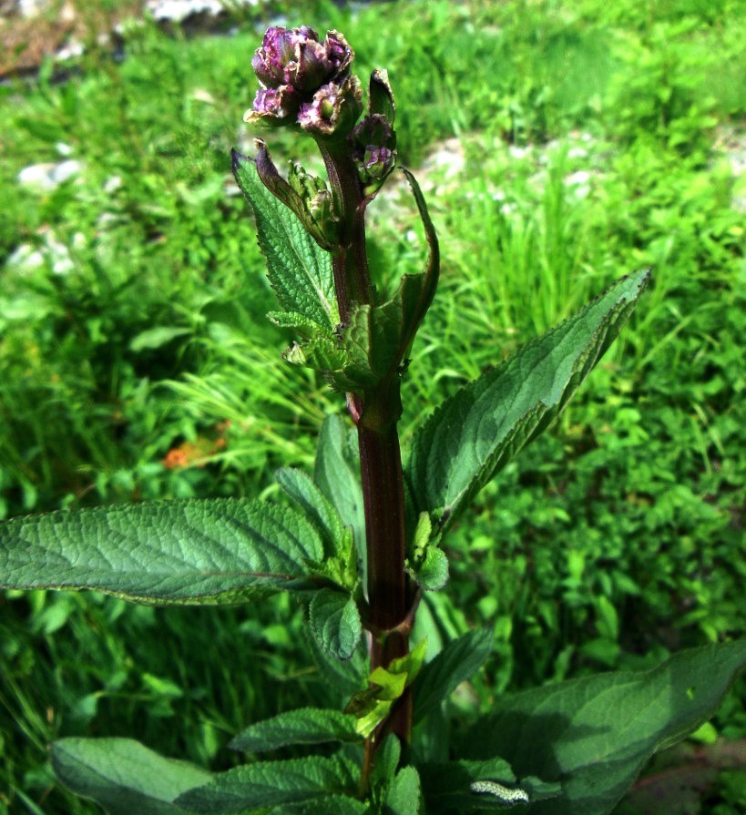 Scrophularia auriculata (6).jpg