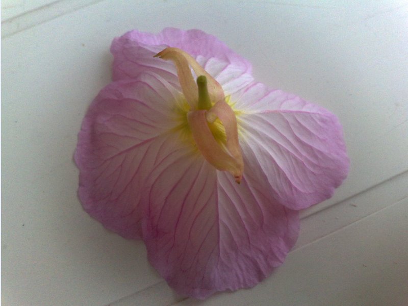 fiore b.jpg