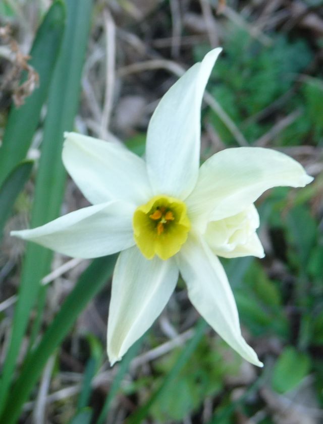 P1320974 Narcissus tazetta.jpg