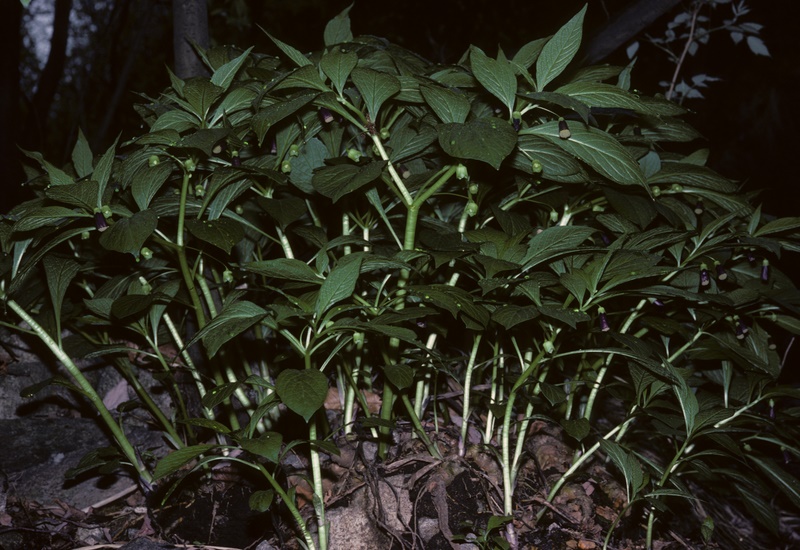 Scopolia carniolica {F 3348}