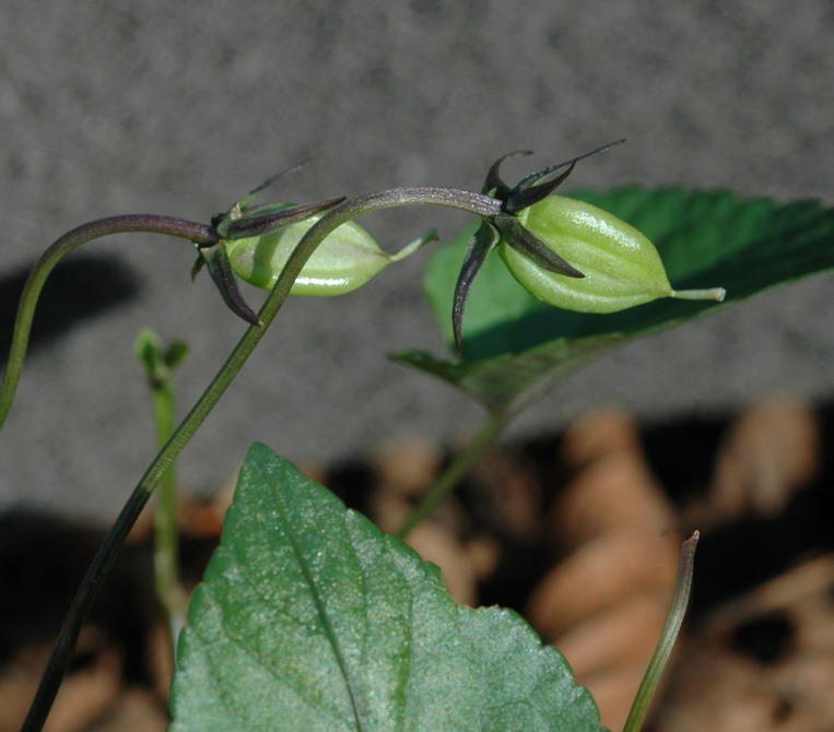 Viola reichenbachiana 2 08.04.09 007.jpg
