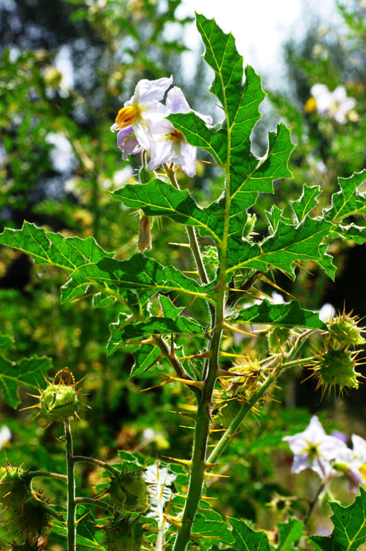 Solanum_sisymbrifolium (13).jpg