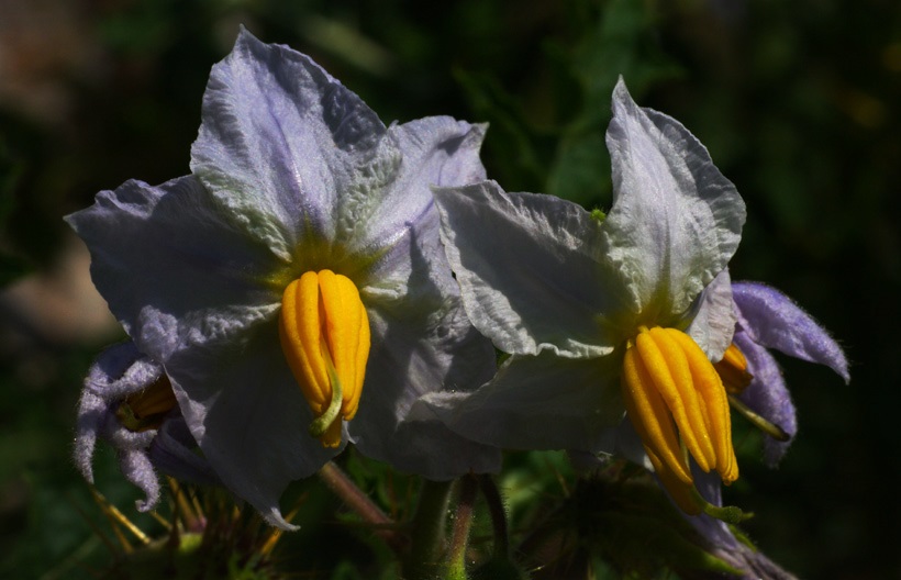 Solanum_sisymbrifolium 6.jpg
