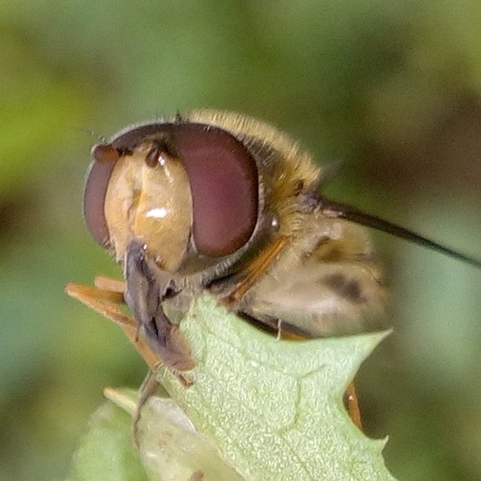 18 03 20 Diptera-syrphidae (3c).jpg