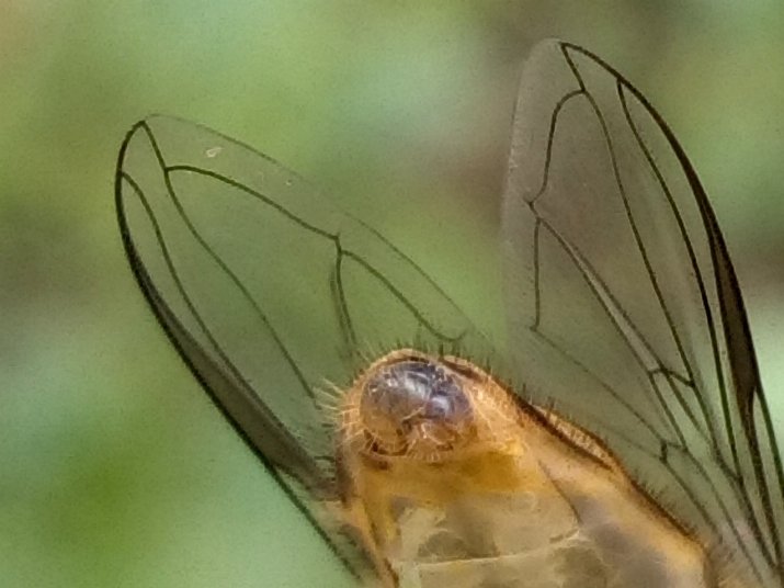 18 03 20 Diptera-syrphidae (4b).jpg