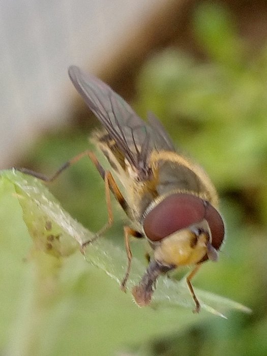 18 03 20 Diptera-syrphidae (5b).jpg