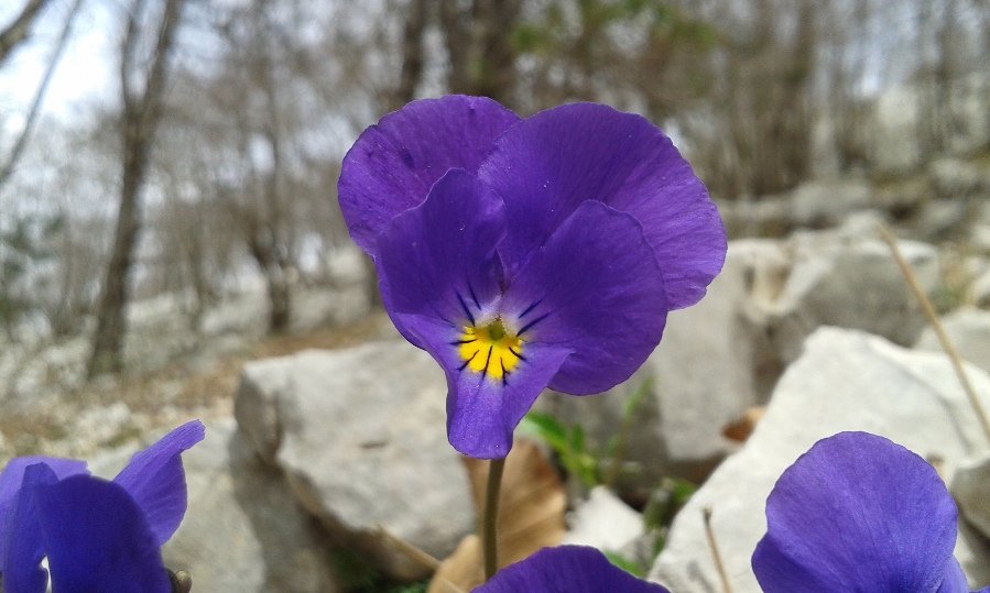 Viola pseudogracilis Strobl (a).jpg