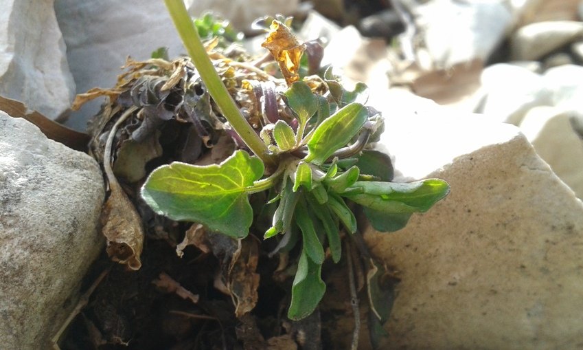 Viola pseudogracilis Strobl (b).jpg