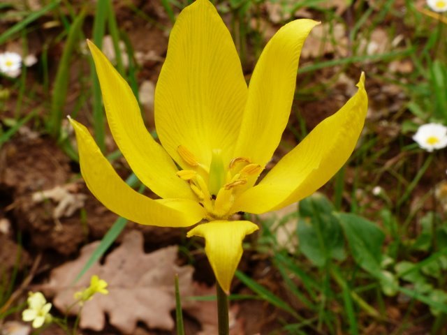 Tulipa sylvestris L..jpg