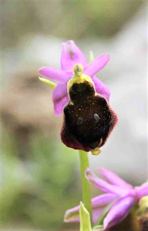 Ophrys argolica subsp. crabronifera (8).JPG