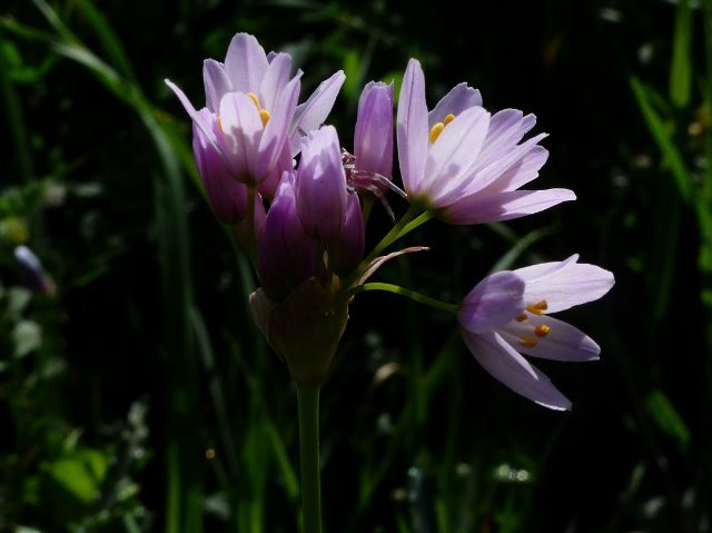 Allium roseum L. .jpg