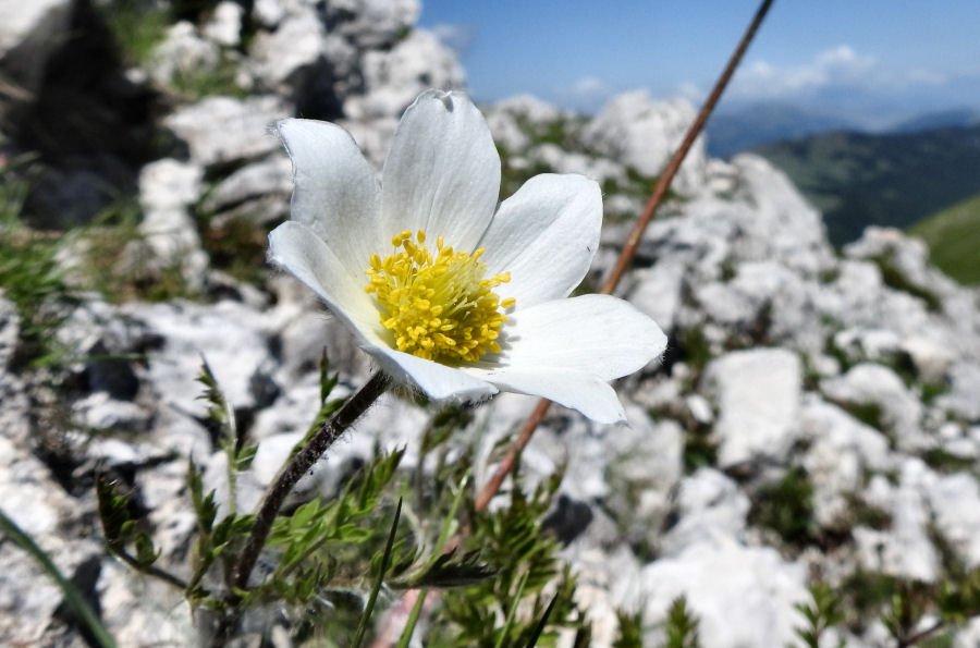 36 20180610_109 Pulsatilla alpina millefoliata.jpg