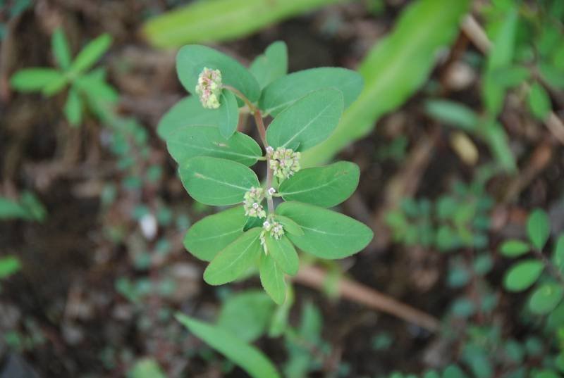 Euphorbiaceae - Chamaesyce hypericifolia3.JPG
