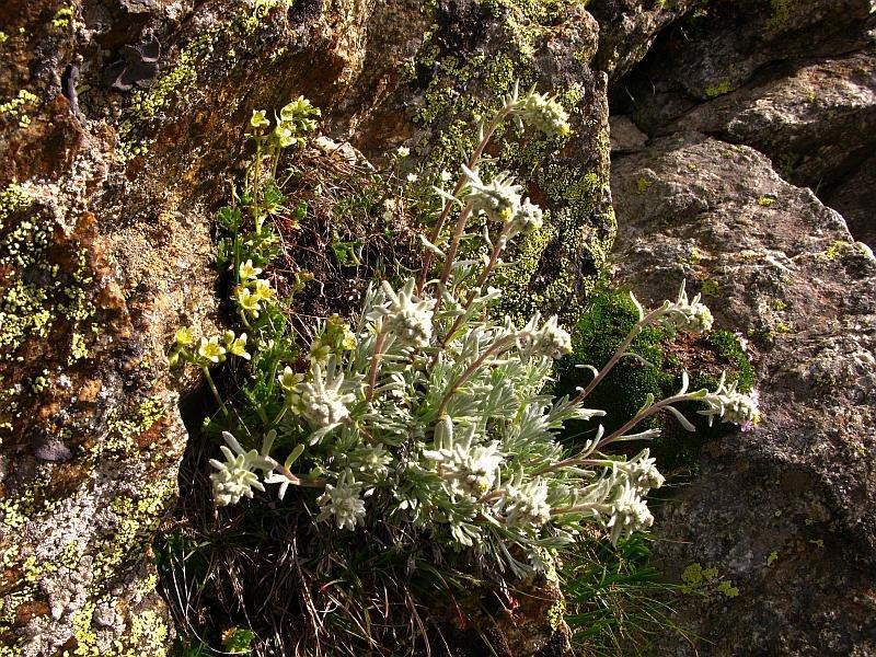 Artemisia umbelliformis6.jpg