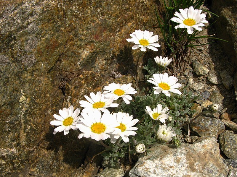 Leucanthemopsis alpina8.jpg