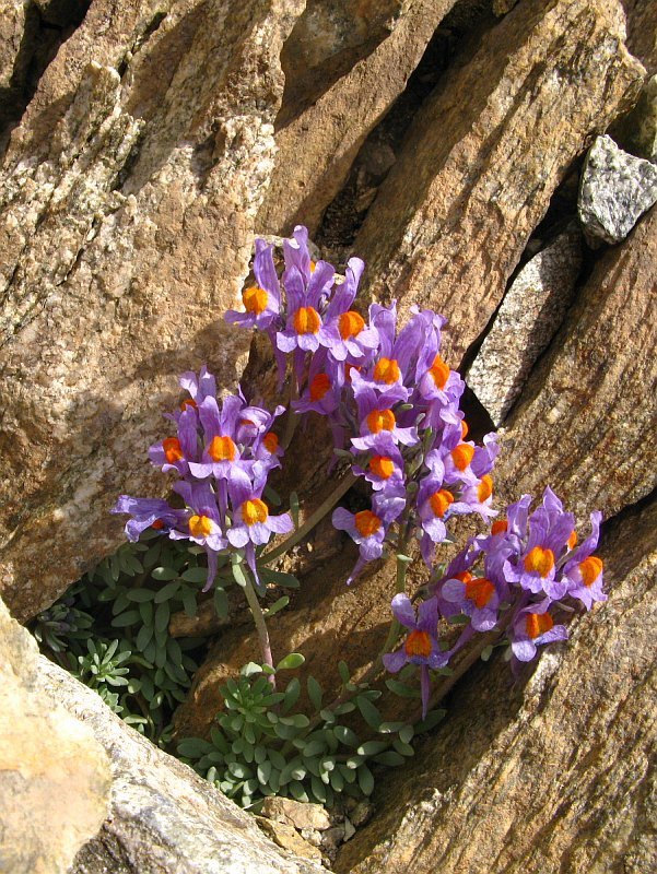 Linaria alpina9.jpg