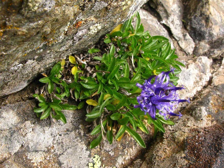Phyteuma globulariifolium pedemontanum7.jpg