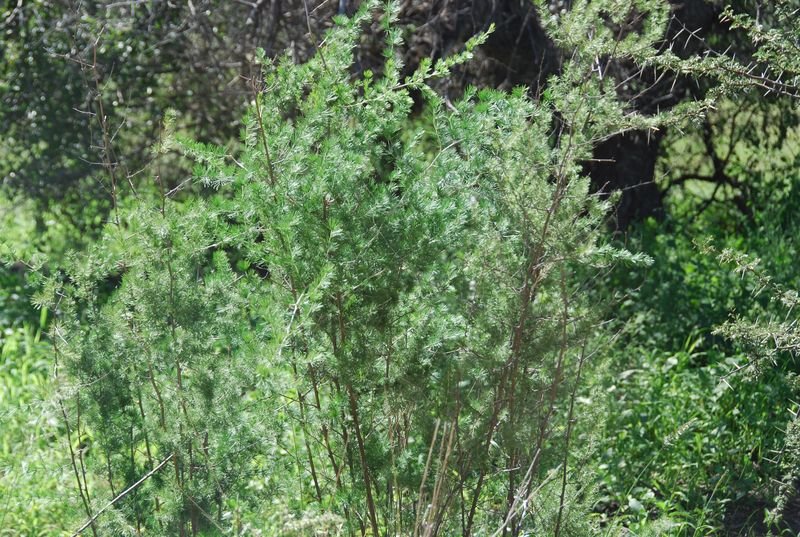 Asparagaceae - Asparagus laricinus.JPG