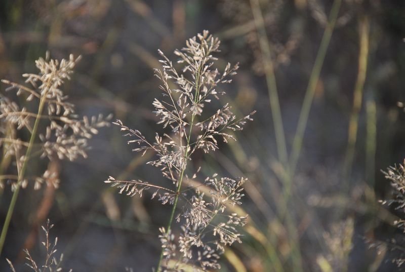 Poaceae - Eragrostis lehmanniana var. lehmanniana3.JPG