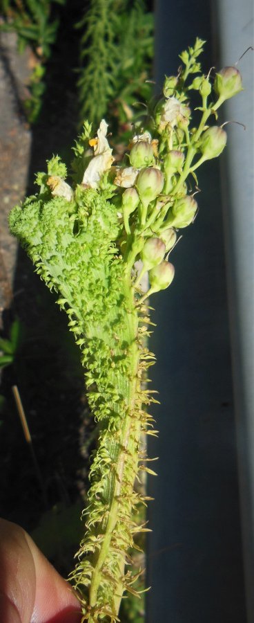 Fasciazione in Linaria vulgaris.JPG