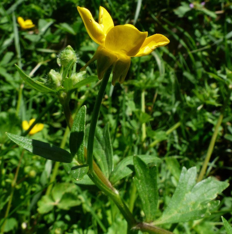 Ranunculusneapolitanus Ten..JPG