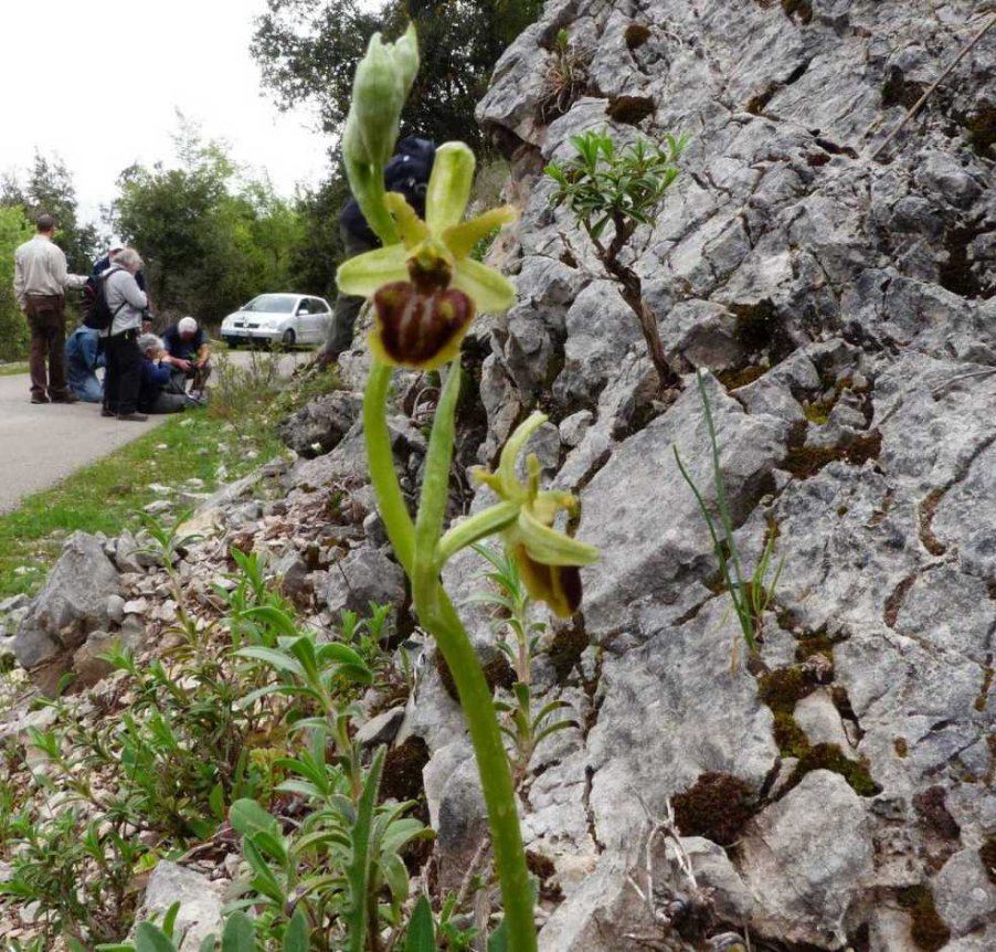 Ophrysclassica1.jpg