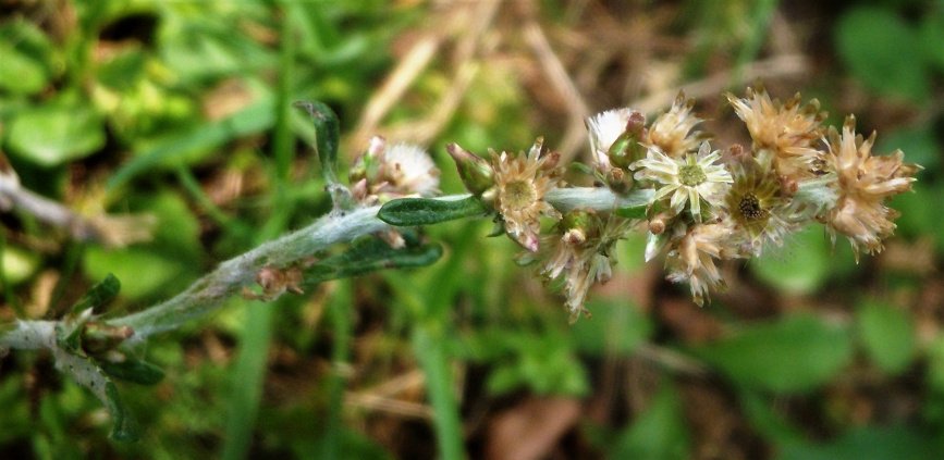 Gamocaeta coarctata (1).jpg
